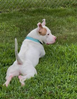 Rylo (LOCATED AT BTDR HQ) -  Mixed Breed Dog for Adoption in Leverett, Massachusetts - Rylo (LOCATED AT BTDR HQ) | PetCurious