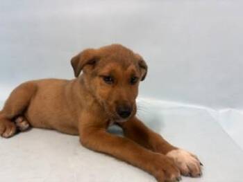 Shonna -  German Shepherd Dog and Mixed Breed Dog for Adoption in Golden Valley, Minnesota - Shonna | PetCurious