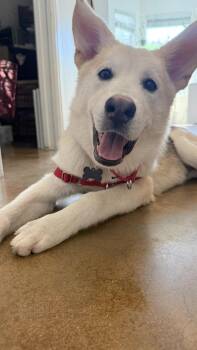 Ducky -  German Shepherd Dog and Siberian Husky Dog for Adoption in Austin, Texas - Ducky | PetCurious