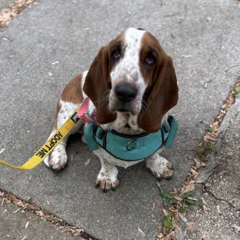 Basset Hound Dogs Available for Adoption in Silver Spring, Maryland - Peanut | PetCurious