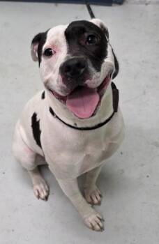 Mixed Breed Dogs Available for Adoption in Savannah, Georgia - Jenna | PetCurious