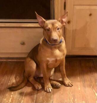 Rescue Mixed Breed Dogs for Adoption in Hillsborough Township, New Jersey - Jim | PetCurious