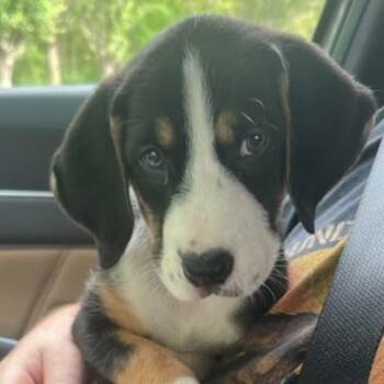 Daisy -  Hound and Shepherd Dog for Adoption in Albany, New York - Daisy | PetCurious