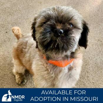Hero (AG26-15) -  Shih Tzu Dog for Adoption in Peyton, Colorado - Hero (AG26-15) | PetCurious