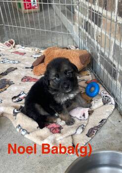 Rescue Labrador Retriever and Shepherd Dogs for Adoption in Manchester Township, New Jersey - Noel Baba | PetCurious