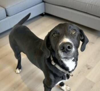 Terrier Dogs Available for Adoption - Waylon | PetCurious