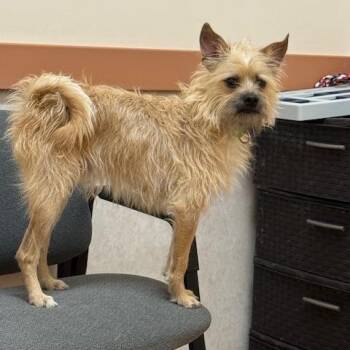 Willy -  Wirehaired Terrier Dog for Adoption in Charlton, New York - Willy | PetCurious