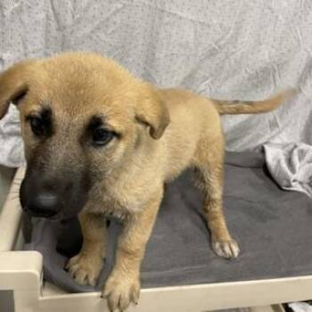German Shepherd Dog Dogs Available for Adoption in Modesto, California - A610111 | PetCurious