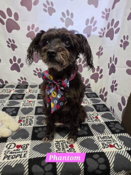 Phantom -  Schnauzer and Standard Poodle Dog for Adoption in Metairie, Louisiana - Phantom | PetCurious