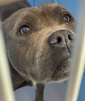 Rescue Terrier Dogs for Adoption in Hartsville, South Carolina - Buffy | PetCurious