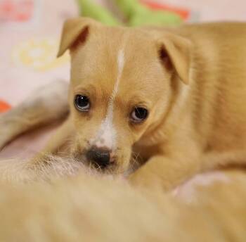 Kirsten -  Terrier Dog for Adoption in Pasadena, California - Kirsten | PetCurious