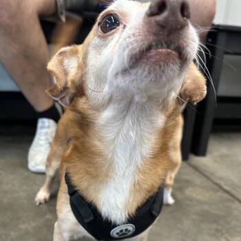 Chihuahua and Mixed Breed Dogs Available for Adoption - Brutus | PetCurious