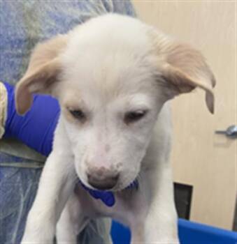 Mixed Breed Dogs Available for Adoption in Dallas, Texas - MARCO | PetCurious