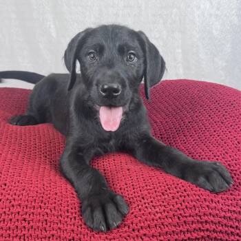 Labradoodle and Labrador Retriever Dogs Available for Adoption in Atlanta, Texas - Mitch | PetCurious