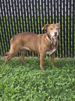 Skyler -  Mixed Breed Dog for Adoption in Sevierville, Tennessee - Skyler | PetCurious