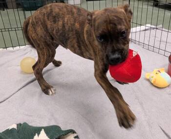 Roadie A220651 -  Boxer Dog for Adoption in Plano, Texas - Roadie A220651 | PetCurious