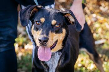 Hound Dogs Available for Adoption - Stumpy | PetCurious