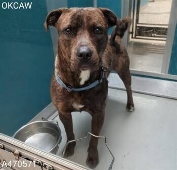 REX -  Pit Bull Terrier and Chow Chow Dog for Adoption in Oklahoma City, Oklahoma - REX | PetCurious