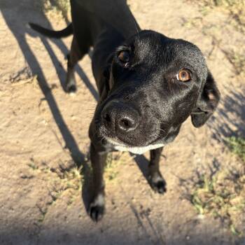 Rescue Black Labrador Retriever Dogs for Adoption in Marfa, Texas - Bobbitt | PetCurious