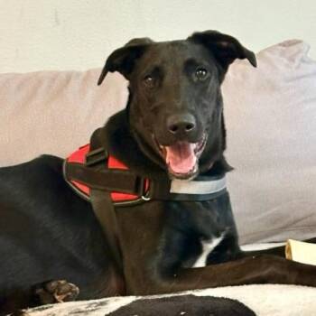 Labrador Retriever and German Shepherd Dog Dogs Available for Adoption - RUBY | PetCurious