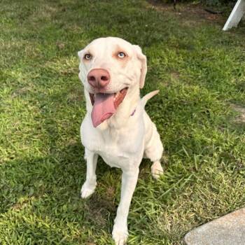Duke -  Labrador Retriever and Mixed Breed Dog for Adoption in Chesapeake, Virginia - Duke | PetCurious