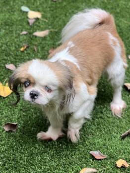 Rescue Shih Tzu Dogs for Adoption in High Point, North Carolina - Darcy | PetCurious