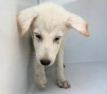 A658299 -  German Shepherd Dog and Husky Dog for Adoption in Houston, Texas - A658299 | PetCurious