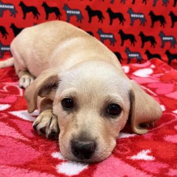 Tumbleweed -  Dachshund and Chihuahua Dog for Adoption in Washburn, Missouri - Tumbleweed | PetCurious