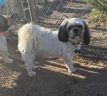 Adoni -  Shih Tzu Dog for Adoption in Deming, New Mexico - Adoni | PetCurious