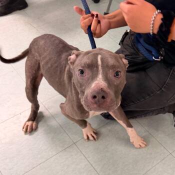 Doman -  Mixed Breed Dog for Adoption in Philadelphia, Pennsylvania - Doman | PetCurious