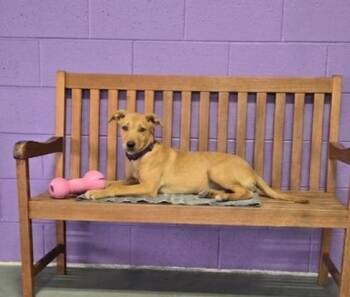 **LEONA** -  Labrador Retriever Dog for Adoption in North Prairie, Wisconsin - **LEONA** | PetCurious