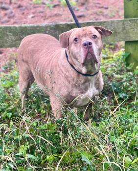 Rescue Shar Pei Dogs for Adoption in Zuni, Virginia - Boulder | PetCurious
