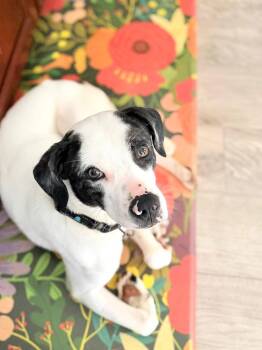 Terrier Dogs Available for Adoption - Peperoncini | PetCurious