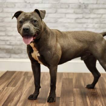 Terrier and Mixed Breed Dogs Available for Adoption in Montgomery, Alabama - Snoop | PetCurious