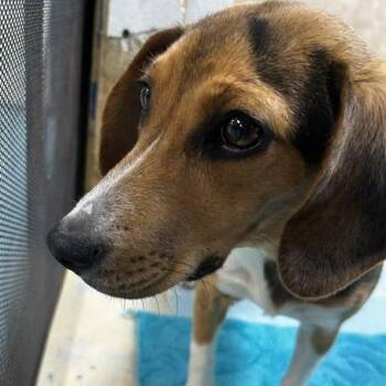 Xylia -  Mixed Breed Dog for Adoption in Poplar Bluff, Missouri - Xylia | PetCurious