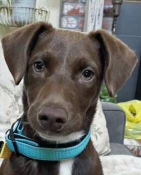 Labrador Retriever Dogs Available for Adoption in Concord, California - Buttercup | PetCurious