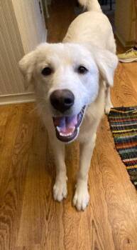 Keller -  Great Pyrenees Dog for Adoption in Bend, Oregon - Keller | PetCurious