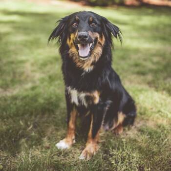 Delilah -  Australian Shepherd Dog for Adoption in Portland, Oregon - Delilah | PetCurious
