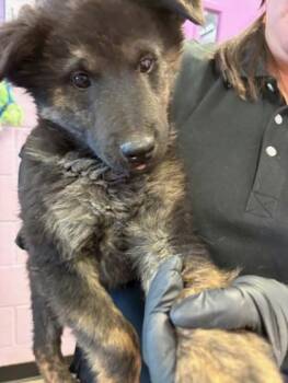 German Shepherd Dog and Husky Dogs Available for Adoption - 60078458 | PetCurious