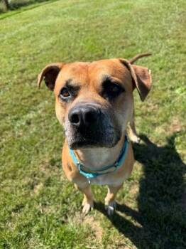 Roman -  Boxer and Pit Bull Terrier Dog for Adoption in Augusta, West Virginia - Roman | PetCurious