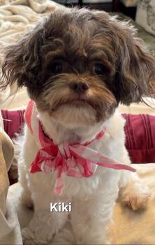 Shih Poo Dogs Available for Adoption - KiKi | PetCurious