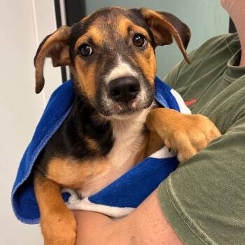 North -  Mixed Breed Dog for Adoption in Abilene, Texas - North | PetCurious