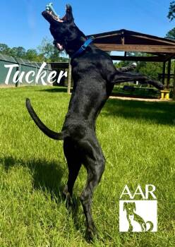 Labrador Retriever Dogs Available for Adoption in Magnolia, Texas - Tucker | PetCurious