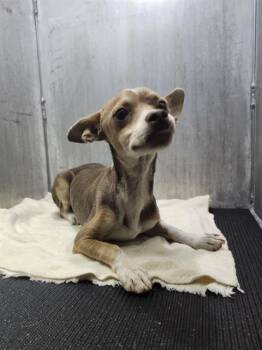 ROCKO -  Chihuahua Dog for Adoption in San Antonio, Texas - ROCKO | PetCurious