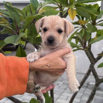 Piper - Courtesy Post -  Mixed Breed Dog for Adoption in San Diego, California - Piper - Courtesy Post | PetCurious