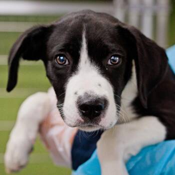 Spaniel and Mixed Breed Dogs Available for Adoption in South Elgin, Illinois - Snappy | PetCurious