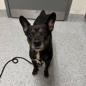 Diesel -  Cattle Dog Dog for Adoption in Grand Rapids, Michigan - Diesel | PetCurious