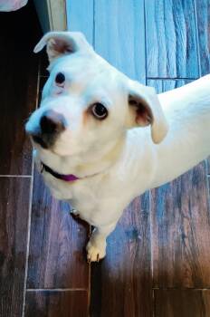 Rescue Dachshund and Beagle Dogs for Adoption in Dickinson, Texas - Britney | PetCurious