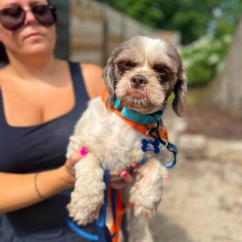 Willis -  Shih Tzu Dog for Adoption in Campton Hills, Illinois - Willis | PetCurious