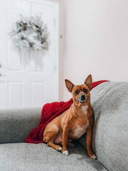 Chiweenie Dogs Available for Adoption - Bree- The BEST Girl Ever. | PetCurious